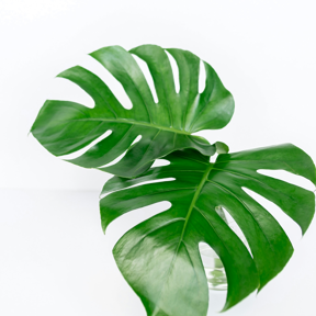 Two green monstera leaves on a white background