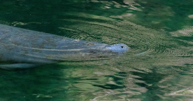 Manatees or “sea cows” are aquatic herbivores that can spend up to 8 hours a day grazing on seagrass and other types of aquatic plants.