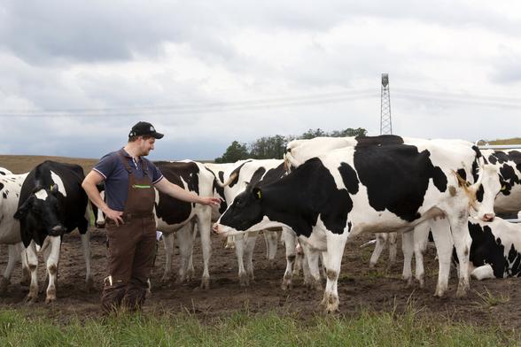 Landwirt Keanu Heuck mit seinen Kühen