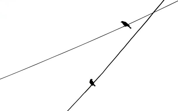 Fotografia monocroma on es veuen dos cables d'alta tensió creuats per un sol punt. Hi ha un pardal damunt de cadascun dels cables, mirant en direccions oposades. Els cables i els pardals tenen color negre, mentres el fons és de color blanc. Alt contrast.
