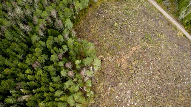 Metsää ja avohakkuualue ilmasta katsottuna.