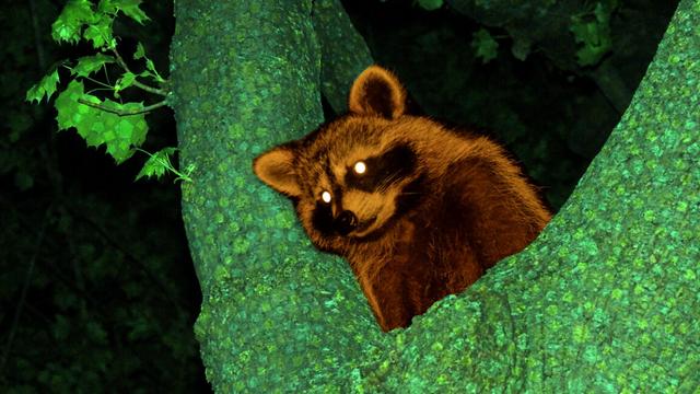 Artist's impression of the "real" Tom Nook cornered up in a tree. Artist's impression of the "real" Tom Nook cornered up in a tree.