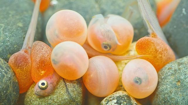 Close up of tiny orange fish and eggs underwater.