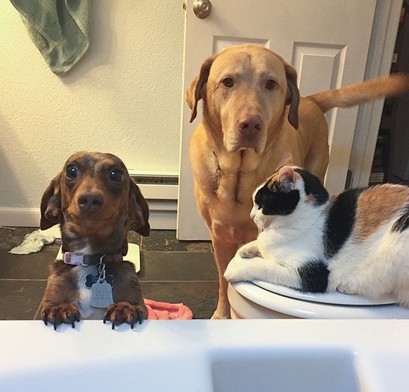 All your buds are there! Two dogs and a cat waiting 