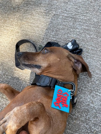 Un perro con un llavero cyberciruja