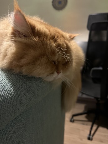 Sleeping cat on a sofa