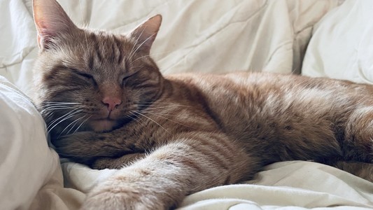 Lazy George 