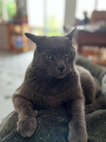 Grey cat looking at us 