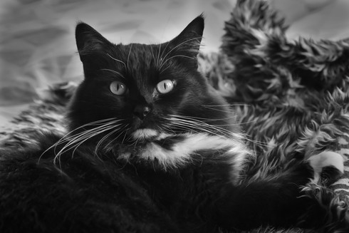 A black and white photo of Neko the cat and her magnificent whiskers.

Yes, Neko is cat in Japanese, so Cat the cat.