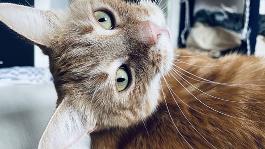 Mlem?