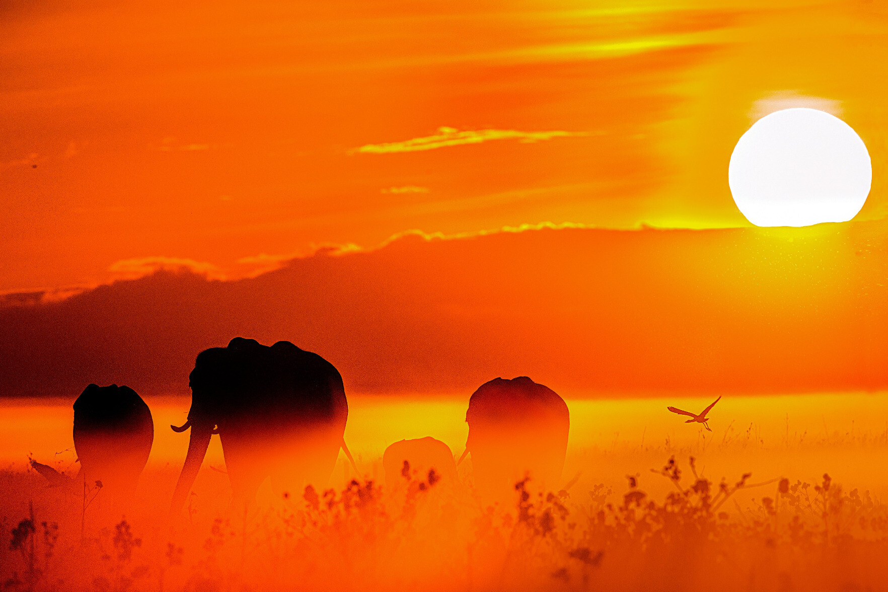 Andes Marlins marlinsandes qoto Qoto Mastodon Andes Marlins marlinsandes qoto Qoto Mastodon