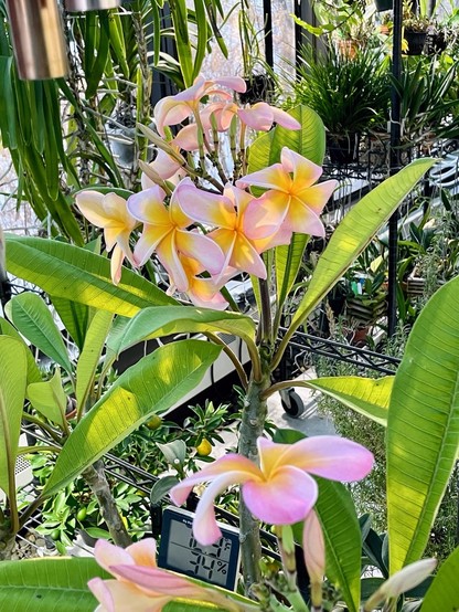 Plumeria hybrid blooming