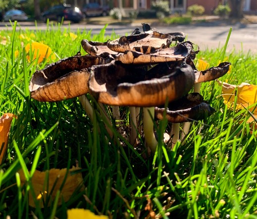 A close up of some mushrooms in the grass. This one lower so the stems are visible. 