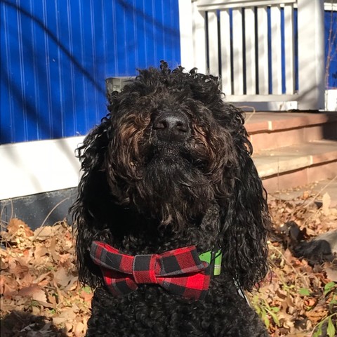 A very proud and very good black and curly haired moppet of a doggo is very proud and happy to show off her bow tie. 