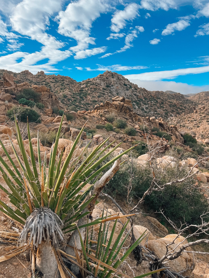 Desert plants in the foreground with mountains in the background 