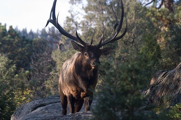 Photo of a bull elk walking down a hiking trail in Rocky Mountain National Park.