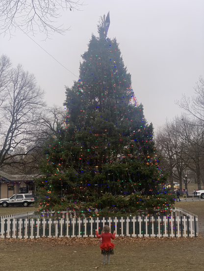 A toddler stands facing away from the camera, admiring the Boston Common Christmas tree