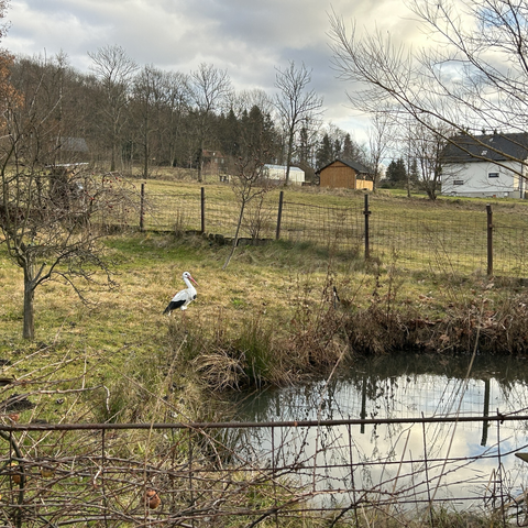 A fake heron guards a pond against real hetons, or other ponds?