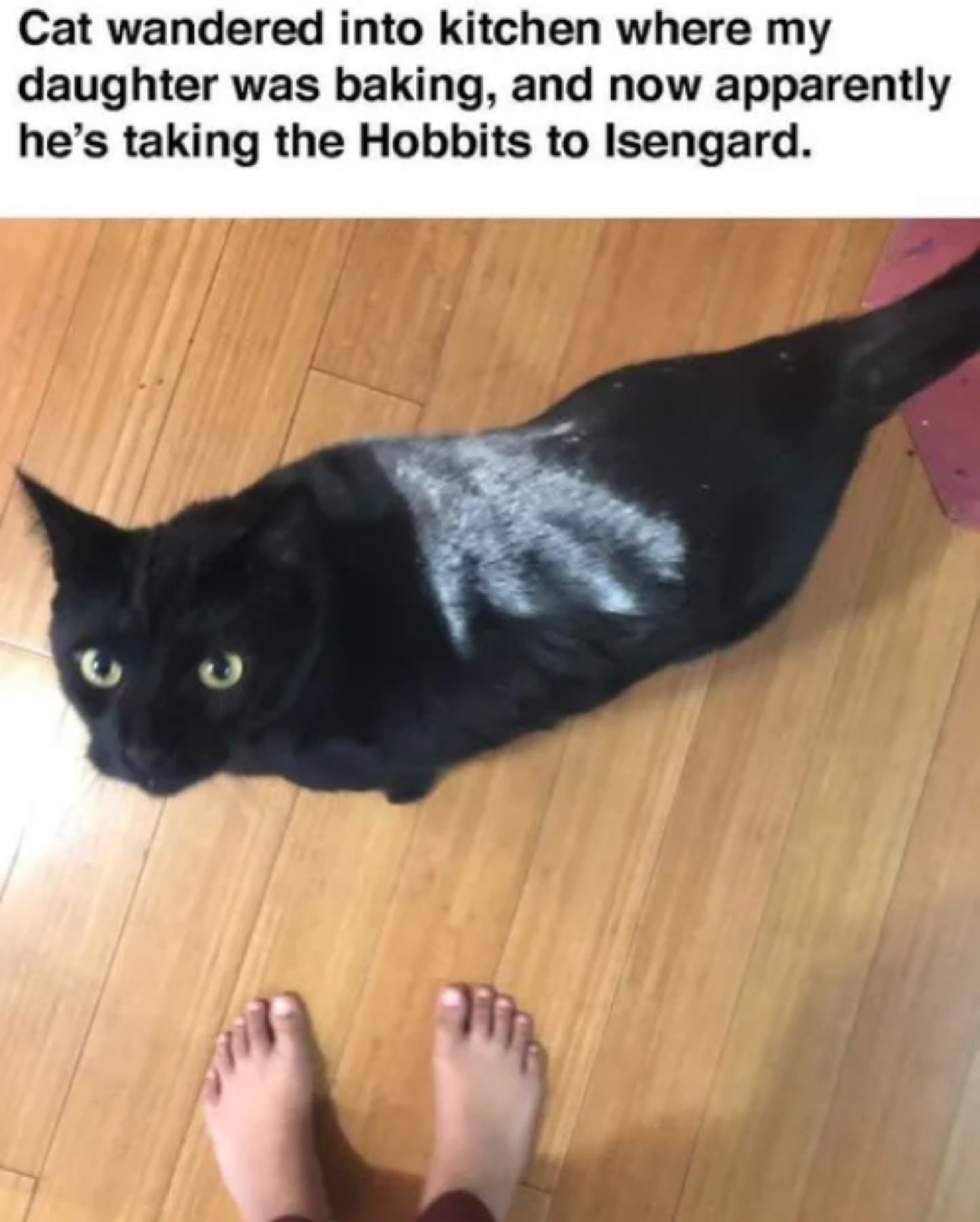 Black cat marked with a flour hand mark of Saruman.