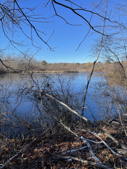 Partially frozen pond on a day with clear blue skies.