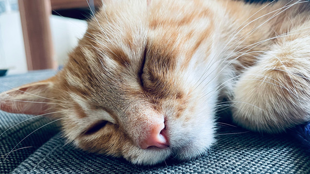 Sleepy Washy cat