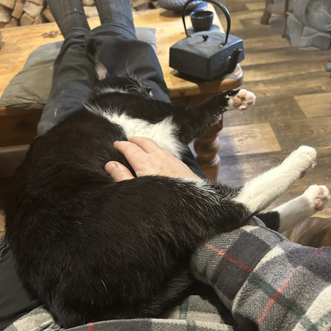 Cat lying on my lap, my hand on hid belly. He lies on his left side, all four legs stretched 