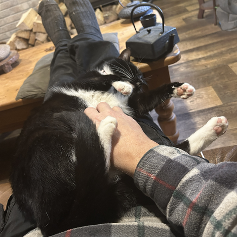 Almost the same position as above but now the position of the front legs suggests he's in a boxing match. Left paw covering the face, right arm jabbing forward.