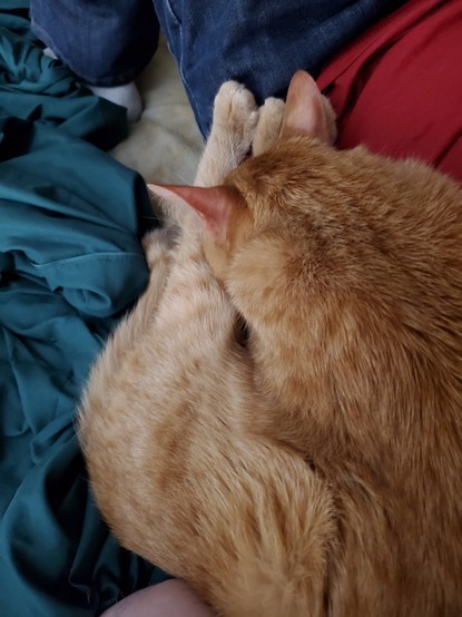 A ginger cat sleeping on my side