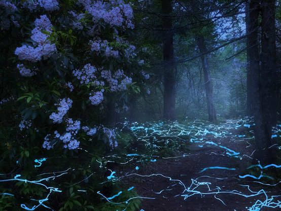 Jen Fraser: Blue Ghost fireflies have a de… - Mastodon 🐘