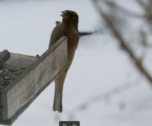 happy ending for chaffinch, serin took the hint and left, chaffinch about to land on feeder hut