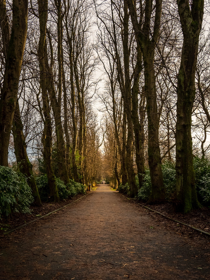 Long tree lined walking path in a park. Sun shining through trees across the path in centre of the image