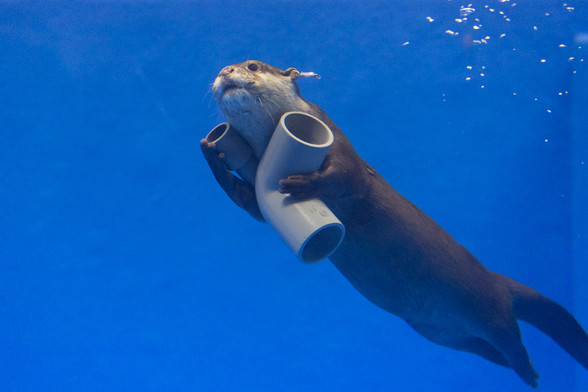 Otter carrying parts