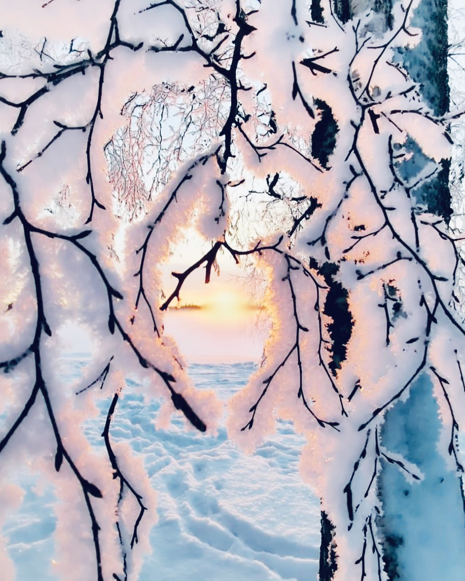 Sunrise framed by slender tree branches that are cover with snow and ice. The ground is covered in a thick layer of snow that increases the reflective quality of the golden light.
