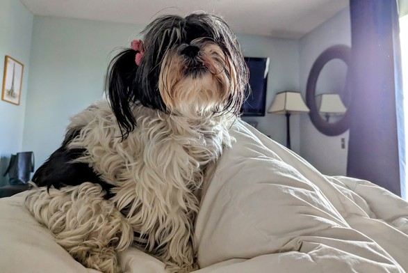 Adorable black and white long haired (fluffy) shih tzu dog with a round face, black nose, and wet beard sitting atop a white down comforter on a bed with light streaming on in from an open curtain on the right