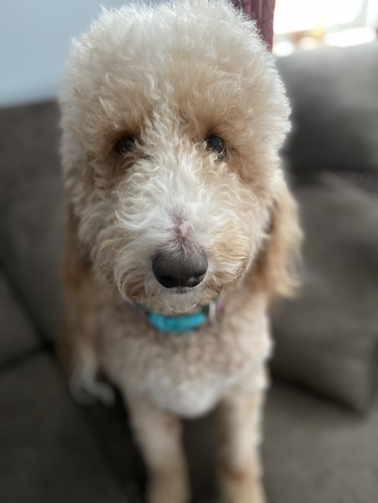 Poodle Sitting On Brown Couch. Has a White Fluffy Nose