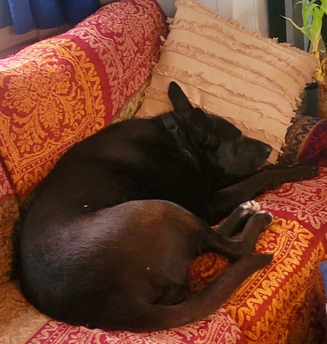 Black dog sleeping curled up on her left side on the couch with her head on a throw pillow.