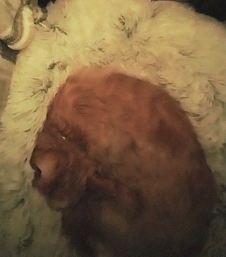 Image of a small golden blonde dog curled up in a fluffy white donut bed fast asleep