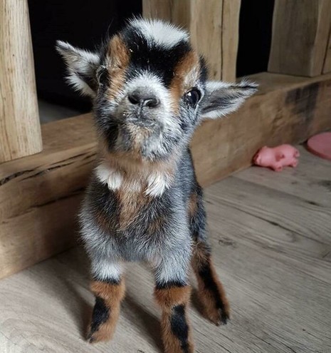 Adorable baby goat