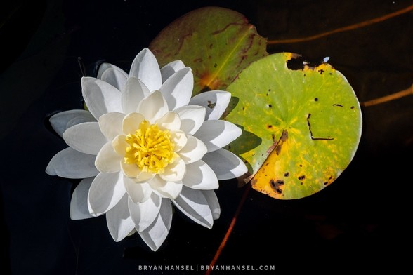 A photo of a water lily with a yellow fever and white layered petals. Two green leaves flank it. The water it floats on is jet black. 