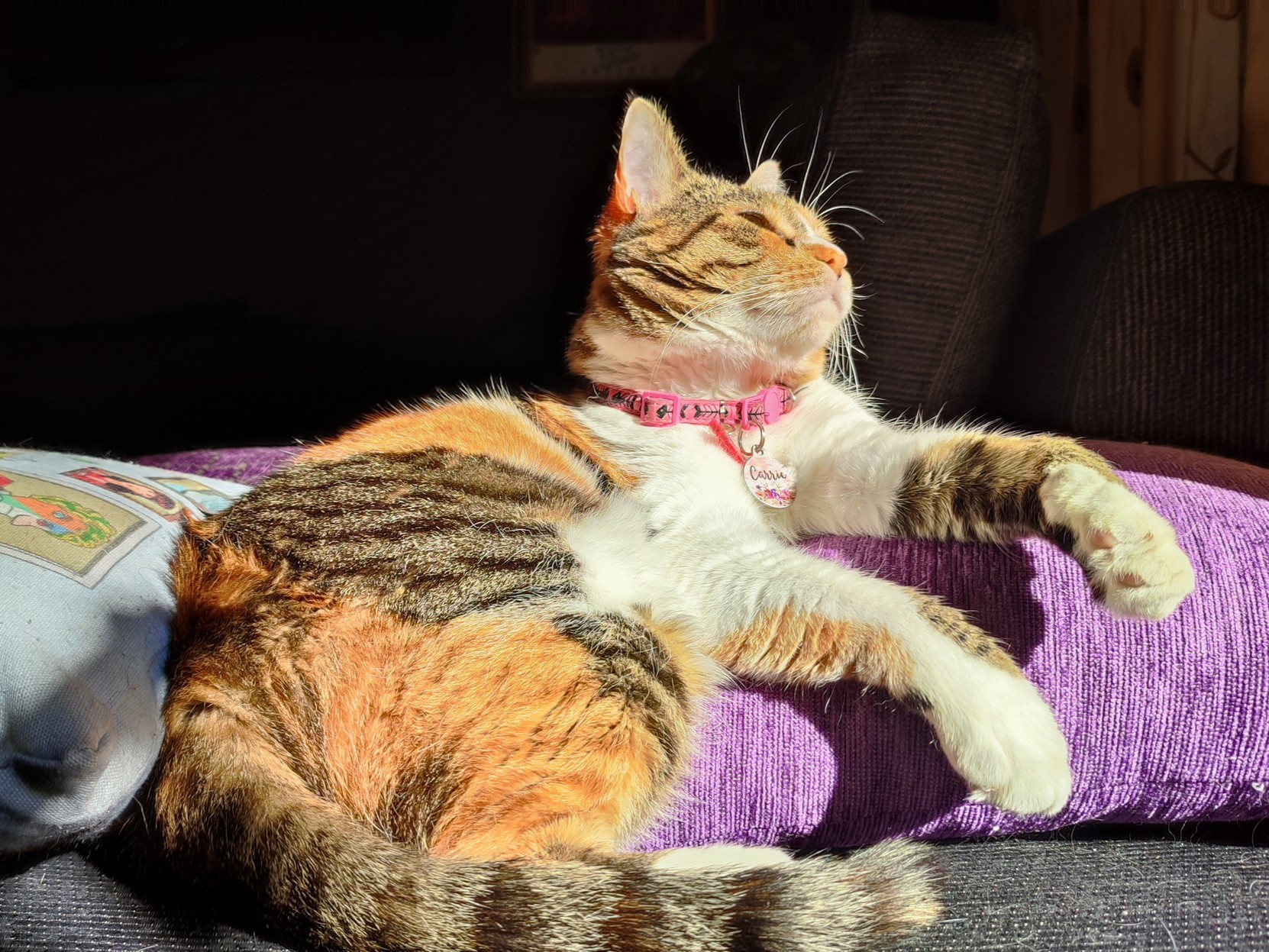 My Calico cat Carrie lounging on a cushion on the sofa in the sunlight, her head raised upwards looking at the sky. 