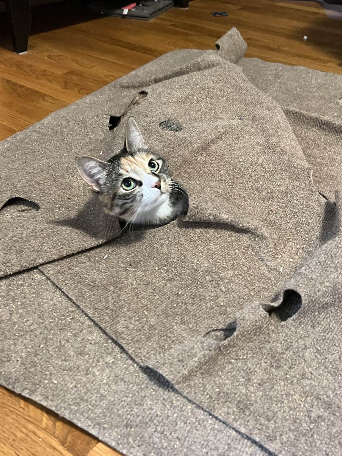 A multicolored kitty pokes her head out of a hole in a cat toy rug