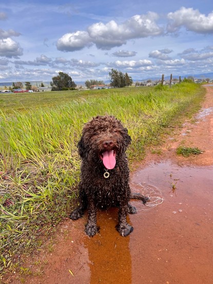 Happy brown Italian water dog sits in a puddle with green grass behind, and a blue cloudy sky above her.