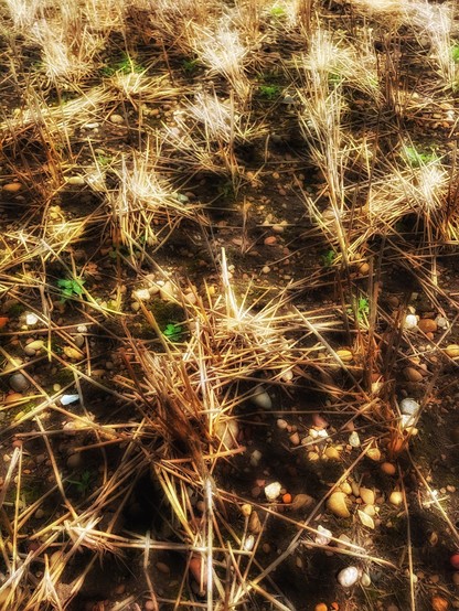 A constellation of stubble stars. Bare earth reveals its gravel texture. With highlights of bright green field weeds. Browns and straw yellows.