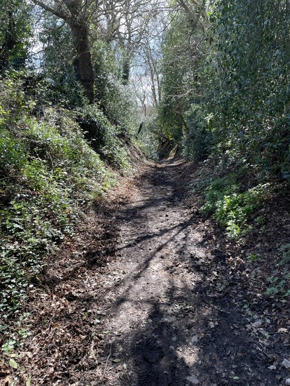 Ivy-covered banks and richly wooded. Sunlight pools on a mud track as it shines through the trees.