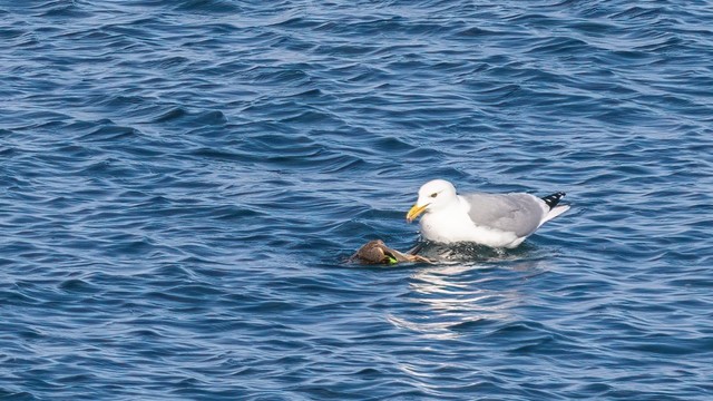 Herring gull earing a green-winged teal.