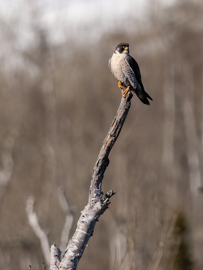One of the peregrines waiting for the gulls to finish feeding on the duck it had killed.