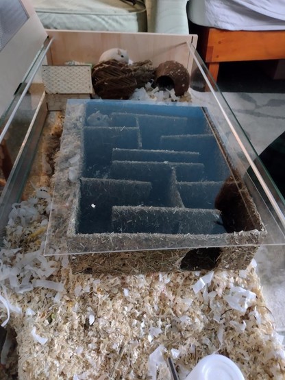 Another photograph of the same scene, this time with a brown gerbil looking confused just inside the far door of the maze. The white gerbil has gone off to the far end of the tank to do something else.