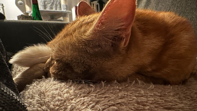 Sleepy George