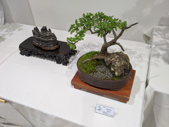 Bonsai