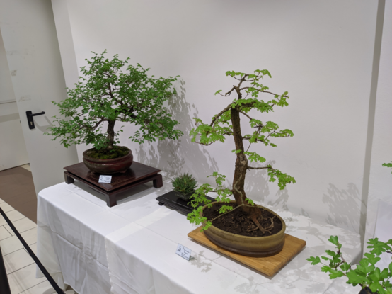 Bonsai